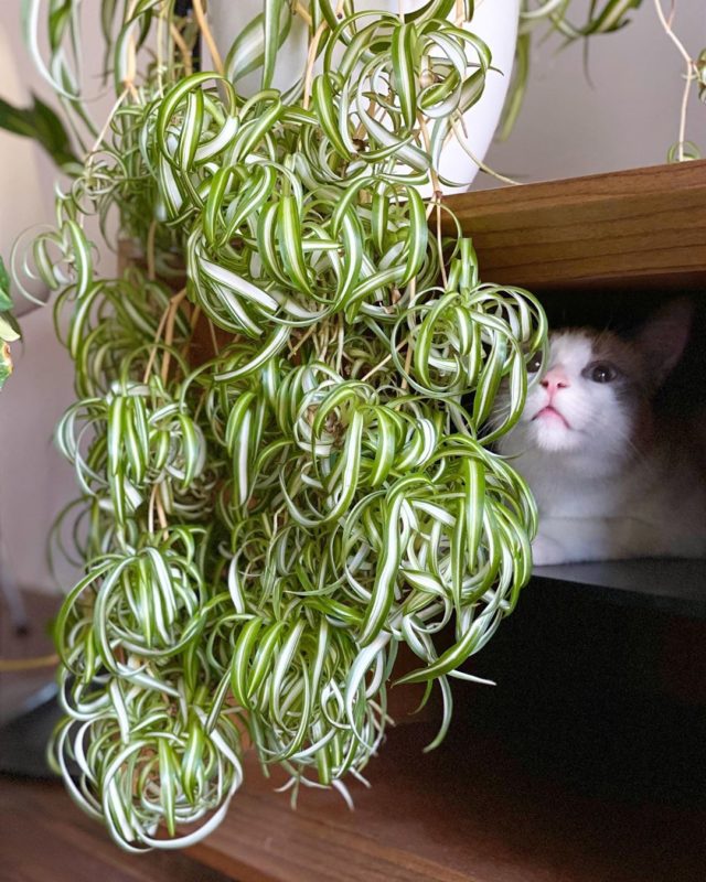 Spider Plant Cats Are Spider Plants Toxic To Cats See What Experts