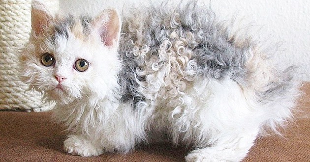 are poodle cats hypoallergenic? 2