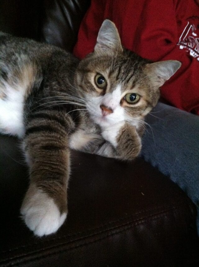 tabby cat with white paws