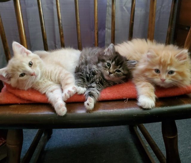 Sick Comfort Food Fluffy Tabby Kittens Find Comfort Thanks To Your Generosity