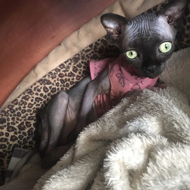 Instagram lucy cat