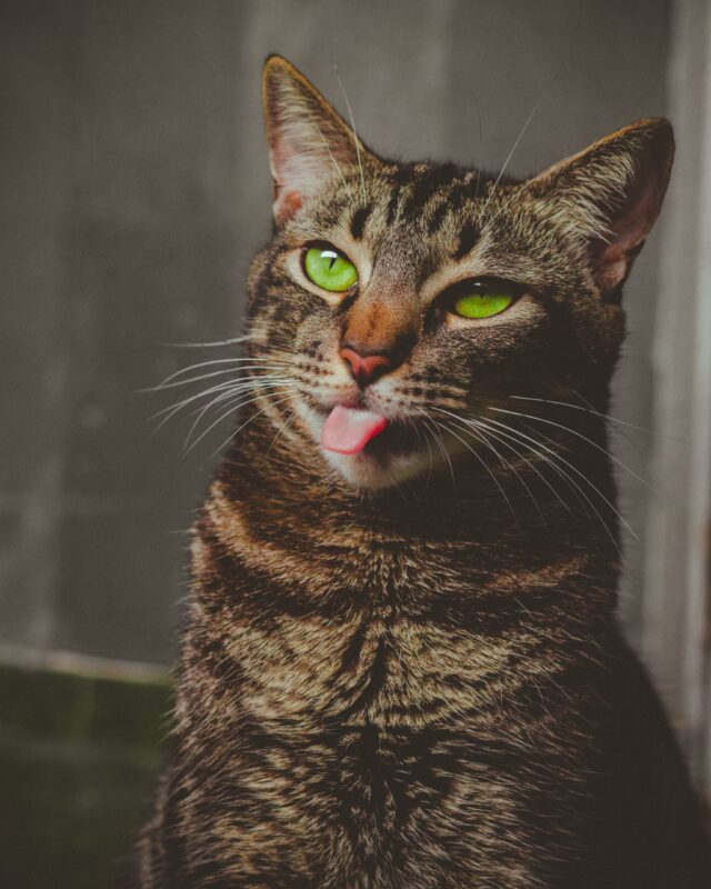 tabby cat sticking its tongue out 2930204 scaled e1584660406937