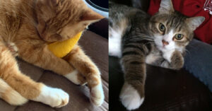 Cat white paws
