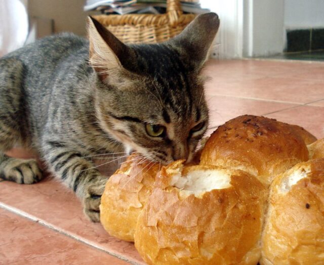 CatShaped Bread & BreadShaped Cats
