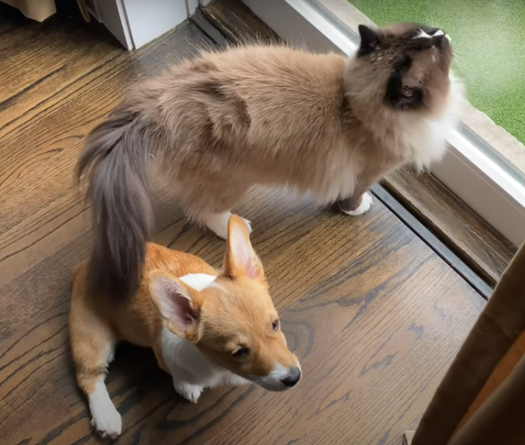 Signs of a positive relationship between a Ragdoll cat and a dog