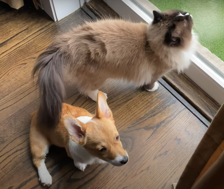 Ragdoll cat with store dogs