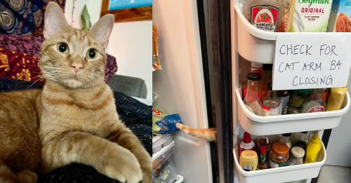 Carrot The Fridge Cat: Handsome, Funny, & Now Famous
