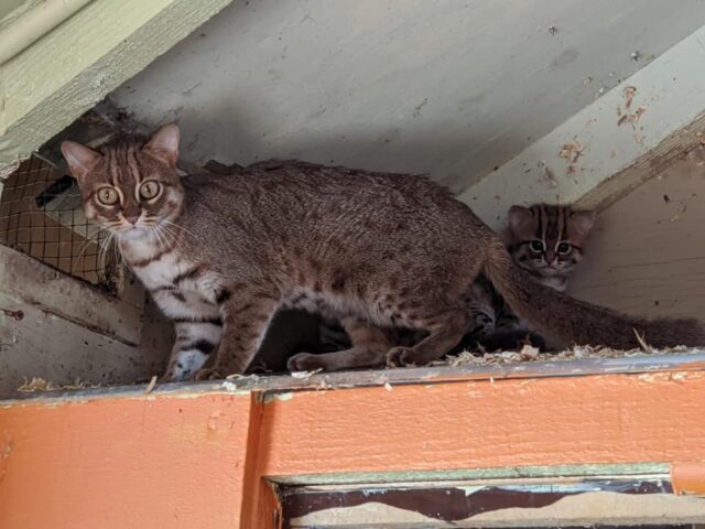 rusty spotted cat breeder