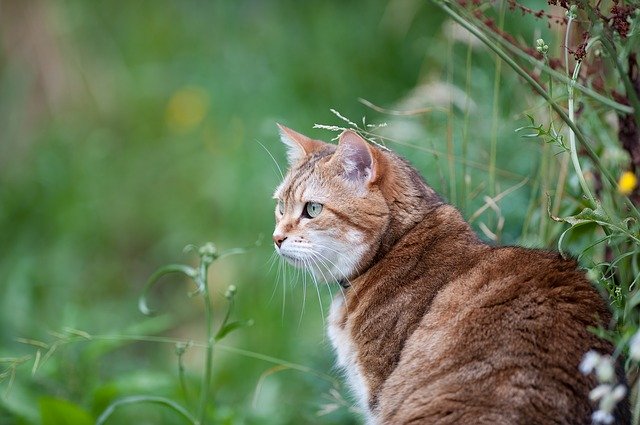 are cats faster than dogs