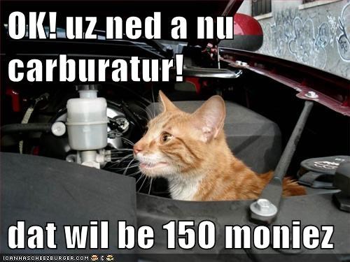 Cat Humor #9