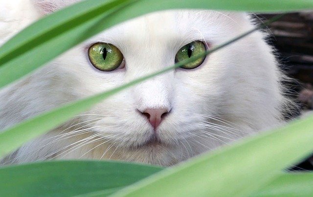 39 Amazing Facts About Cats  - Fun Facts