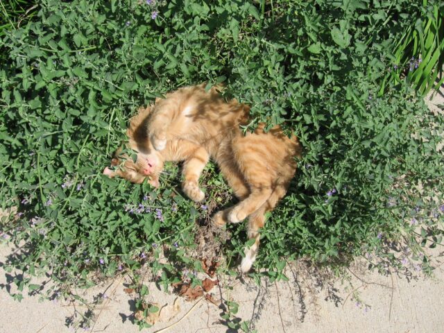 tabby cat rolling in catnip