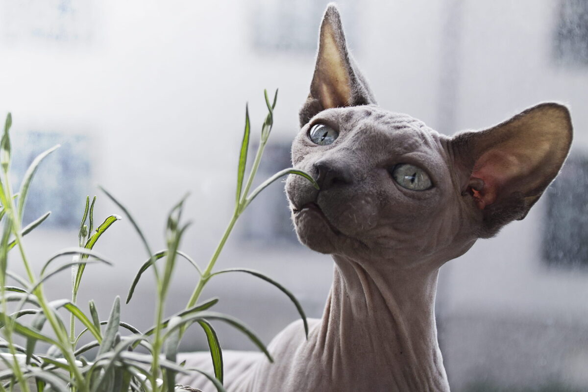 A curious Sphynx Cat closely watching nearby activity with a bright, interested expression.