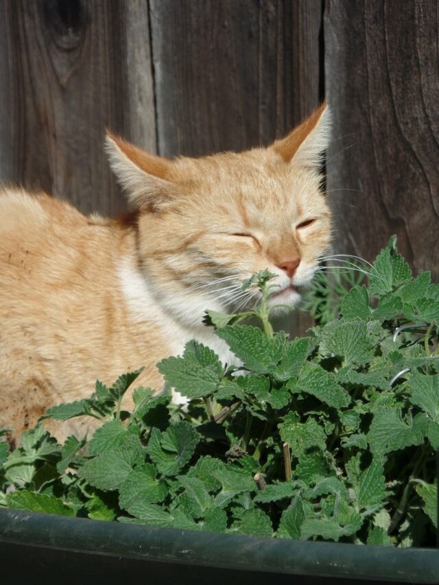 cat smelling catnip