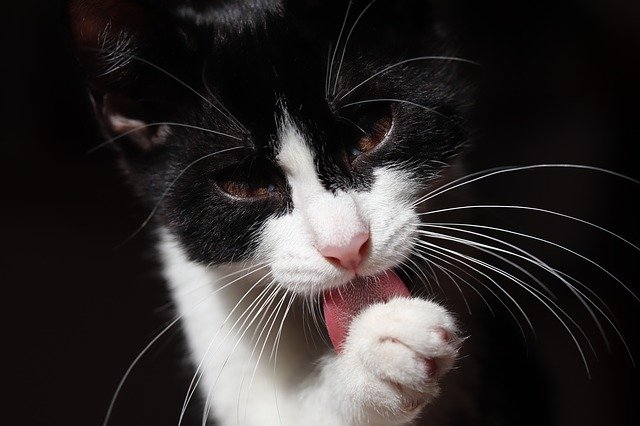 tuxedo cat licking paw