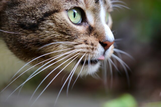 cat breeds with curly whiskers