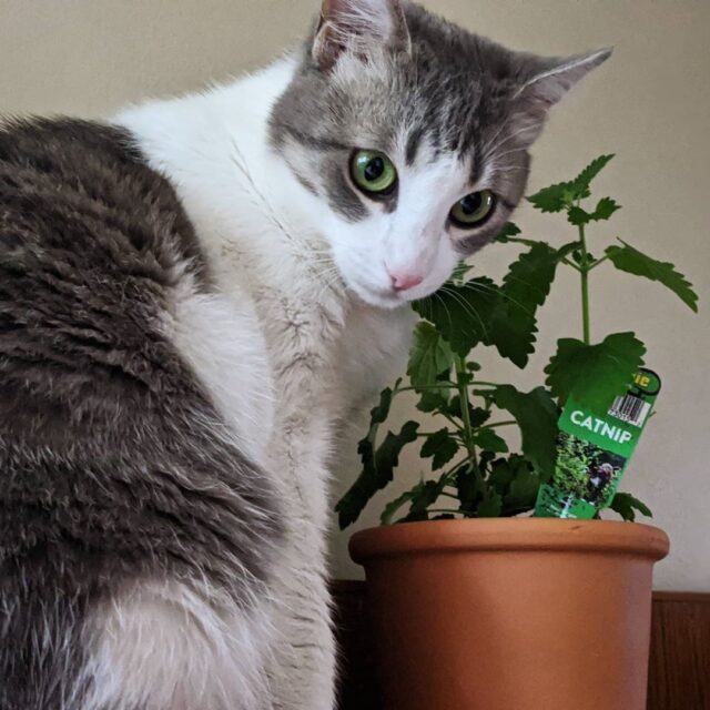 cat with catnip plant