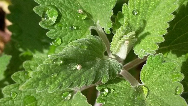 catnip leaves