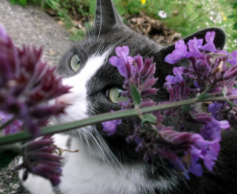cat smelling catnip