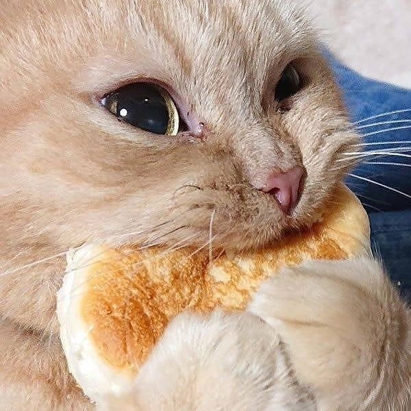 cat eating bread