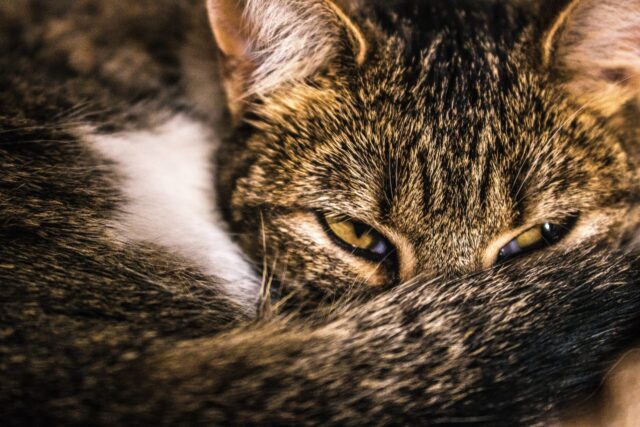 close up photography brown tabby cat 1369525 scaled e1591037091561