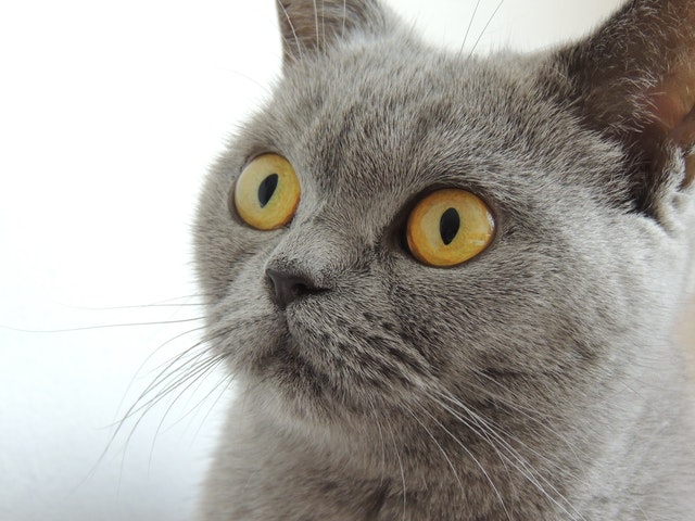 close up photography of russian blue cat 66292
