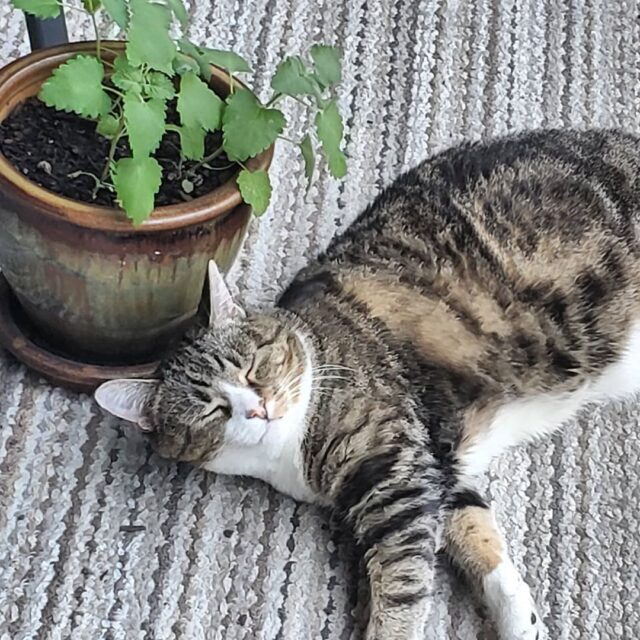 Catnip 101: The Highs, Lows, and 