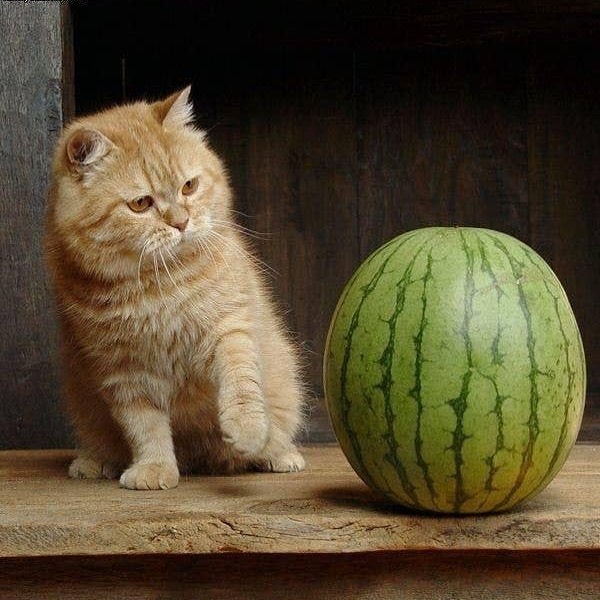 You’ve Seen The Meme, Now Meet Pearl The Watermelon Cat