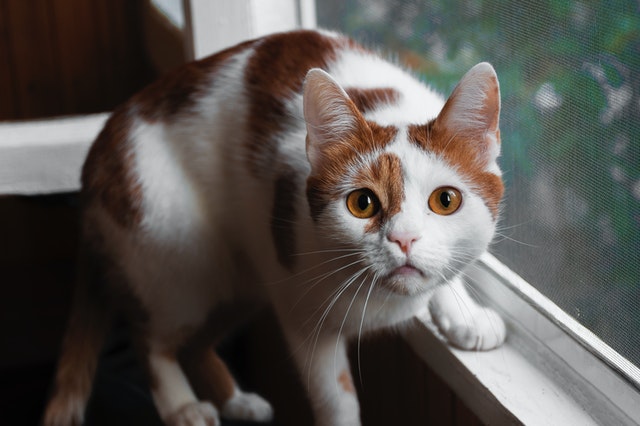 orange and white cat on window 1499344