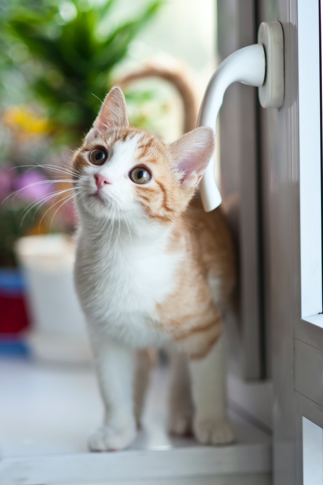 orange tabby cat near window 2071873