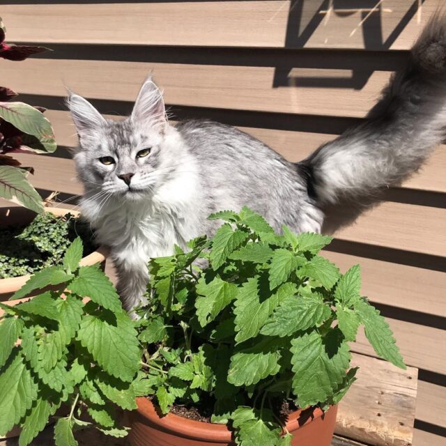 cat and catnip in pots