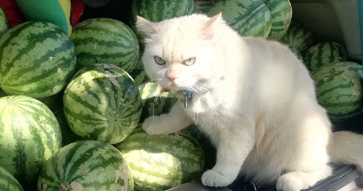 You've Seen The Meme, Now Meet Pearl The Watermelon Cat