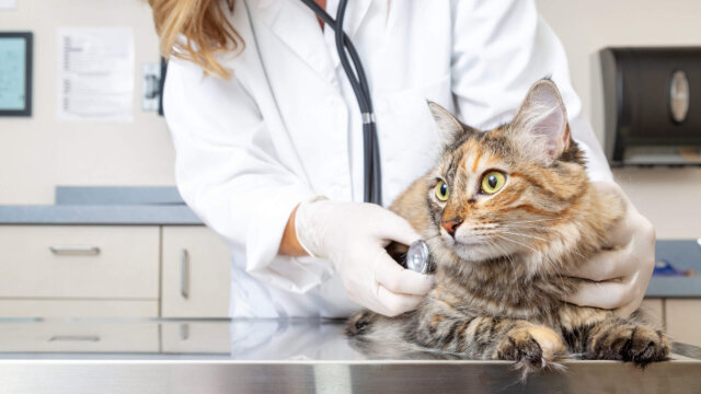 feline urinary tract health
