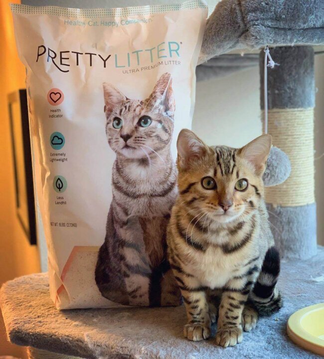 Cat Sitting by PrettyLitter