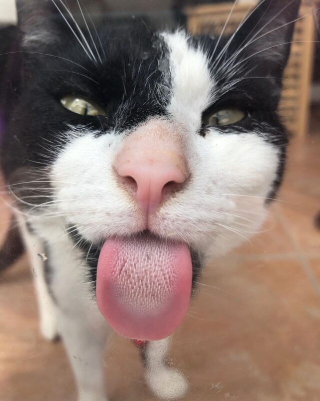 tuxedo cat tongue