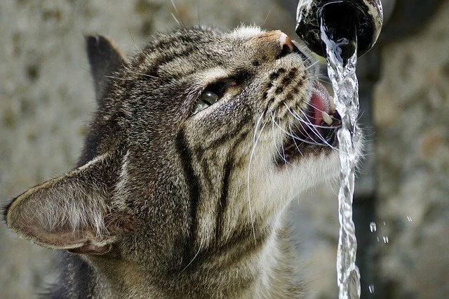 cat water hydration