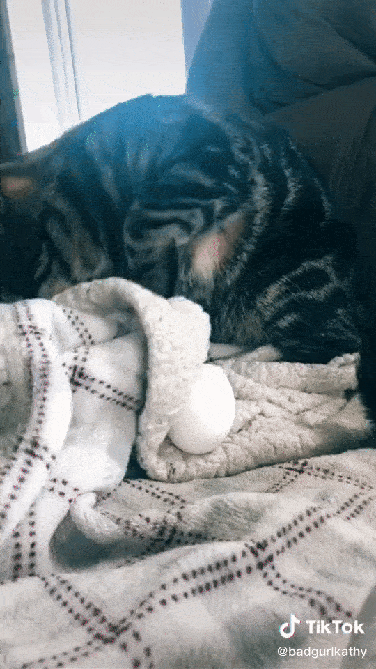 tabby cat blanket