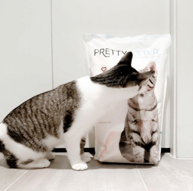 Cat Admiring PrettyLitter