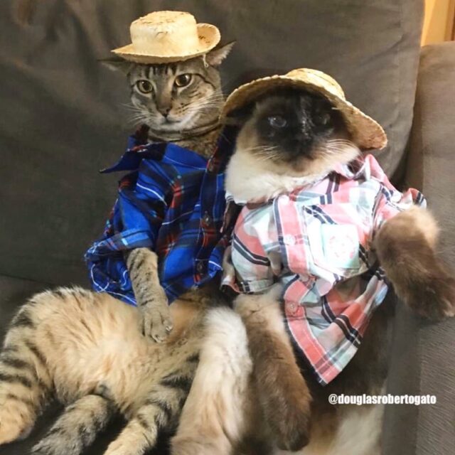 cats wearing shirts