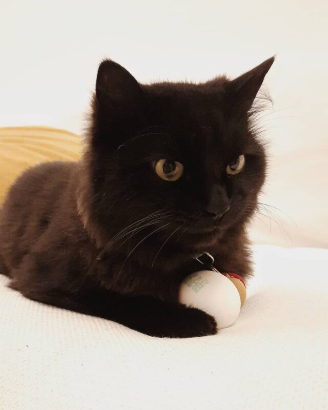 Silly cat with foolish eyes balancing on a giant egg with tree in