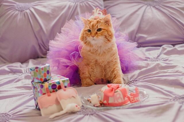 cat birthday cake