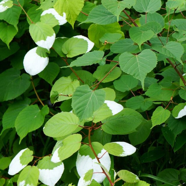 silver vine plant