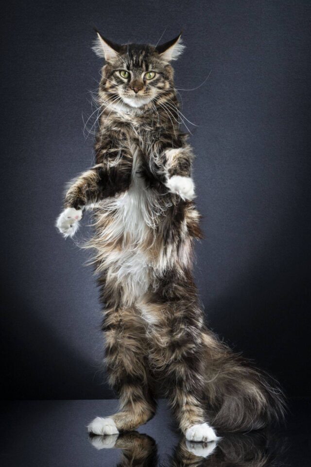 cat standing