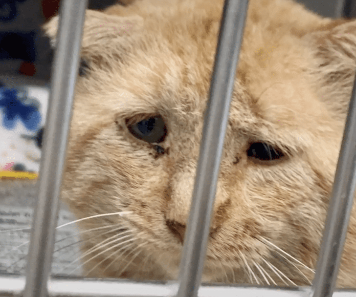 Bruce Willis The Saddest Cat Can T Stop Purring When He S Rescued