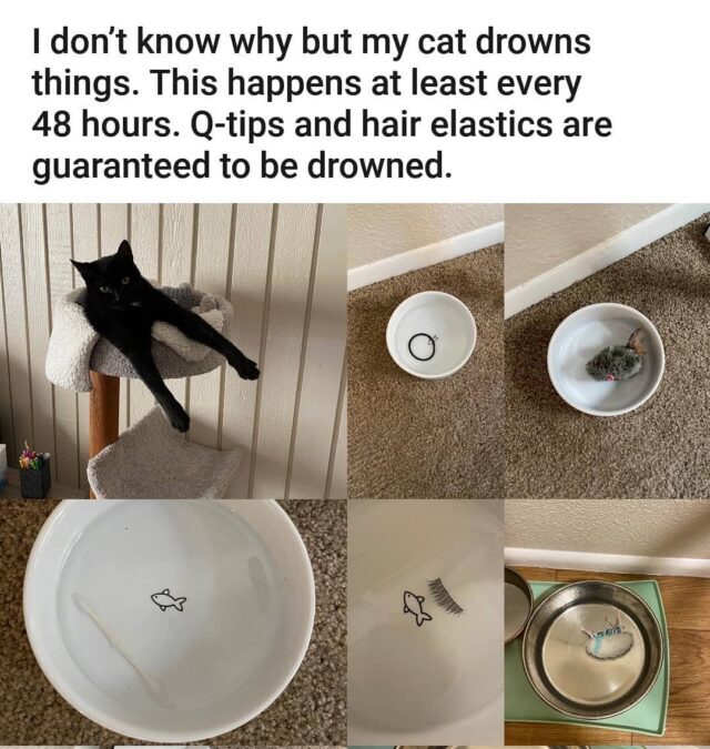 Cat puts toys 2024 in water bowl