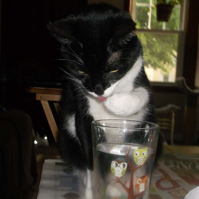 cat drink water glass