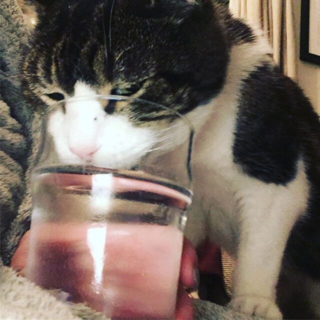 cat drink water cup