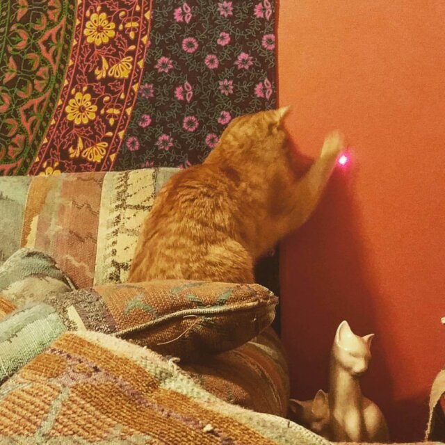 cat laser pointer