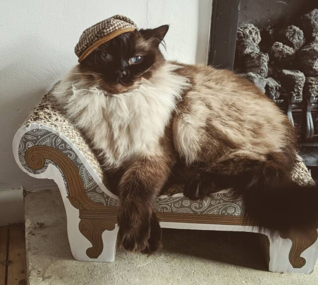 cats in hats