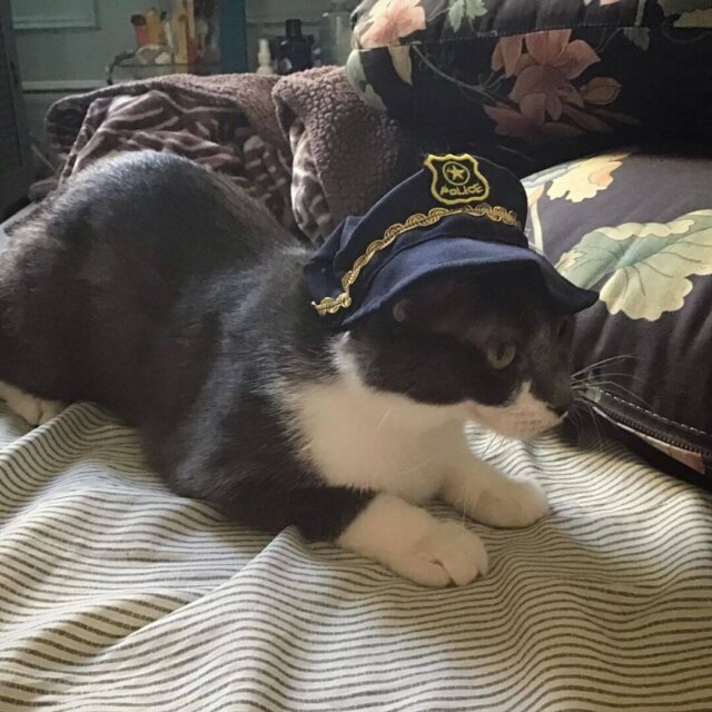 cat wearing hat